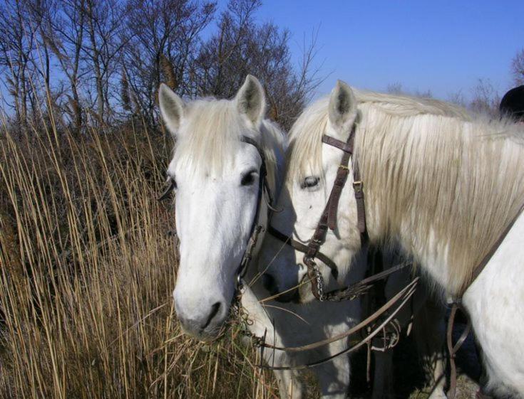 Вілла Camargue Beauvoisin  Екстер'єр фото